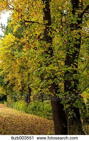 Autumn trees View Large Photo Image Stock Image - Autumn trees. Fotosearch