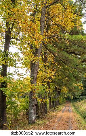 Autumn trees View Large Photo Image Stock Image - Autumn trees. Fotosearch