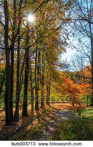 Autumn trees View Large Photo Image Stock Image - Autumn trees. Fotosearch