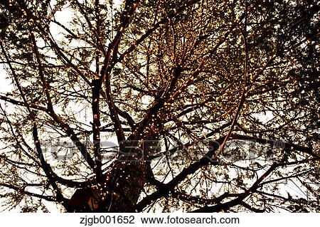 Autumn trees View Large Photo Image Stock Image - Autumn trees. Fotosearch