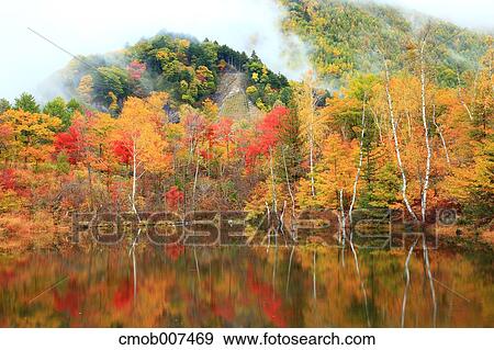 Autumn trees View Large Photo Image Stock Photo - Autumn trees. Fotosearch