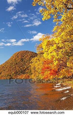 Stock Photo - Autumn trees. Fotosearch