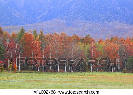 Stock Photo - Autumn trees. Fotosearch