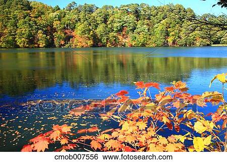 Autumn trees View Large Photo Image Stock Photograph - Autumn trees. Fotosearch