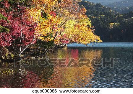 Stock Photograph - Autumn trees. Fotosearch