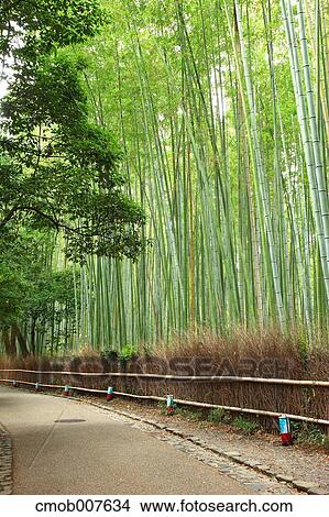 Bamboo forest, Kyoto Prefecture View Large Photo Image Picture - Bamboo forest, Kyoto Prefecture. Fotosearch