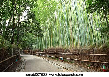 Bamboo forest, Kyoto Prefecture View Large Photo Image Stock Image - Bamboo forest, Kyoto Prefecture. Fotosearch