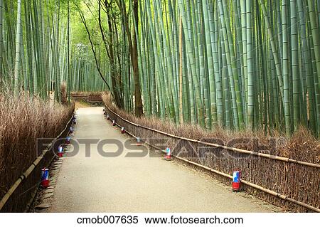 Bamboo forest, Kyoto Prefecture View Large Photo Image Stock Photography - Bamboo forest, Kyoto Prefecture. Fotosearch