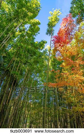 Stock Image - Bamboo forest. Fotosearch