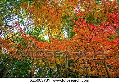 Bamboo forest View Large Photo Image Stock Image - Bamboo forest. Fotosearch