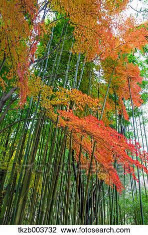 Bamboo forest View Large Photo Image Stock Image - Bamboo forest. Fotosearch