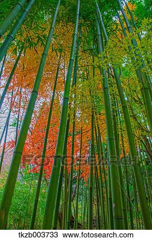 Bamboo forest View Large Photo Image Stock Image - Bamboo forest. Fotosearch