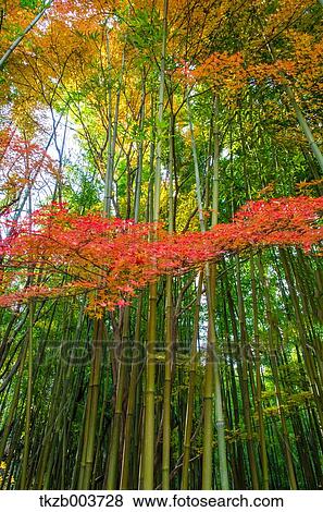 Bamboo forest View Large Photo Image Stock Photo - Bamboo forest. Fotosearch