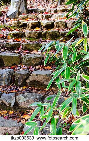 Bamboo grass and stone steps View Large Photo Image Stock Photo - Bamboo grass and stone steps. Fotosearch