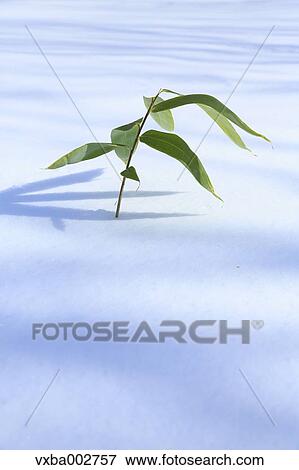 Bamboo grass sprouting from snow View Large Photo Image Stock Photo - Bamboo grass sprouting from snow. Fotosearch