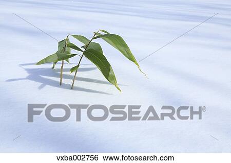 Stock Photograph - Bamboo grass sprouting from snow. Fotosearch