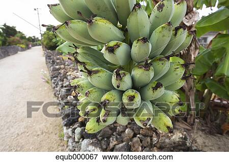 Banana tree, Okinawa Prefecture View Large Photo Image Stock Photo - Banana tree, Okinawa Prefecture. Fotosearch