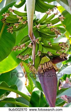 Banana tree View Large Photo Image Stock Image - Banana tree. Fotosearch