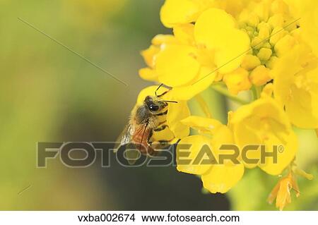 Bee on field mustard View Large Photo Image Picture - Bee on field mustard. Fotosearch
