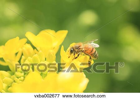Bee on field mustard View Large Photo Image Stock Photo - Bee on field mustard. Fotosearch