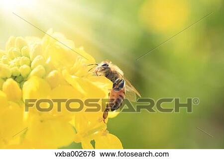 Stock Photo - Bee on field mustard. Fotosearch