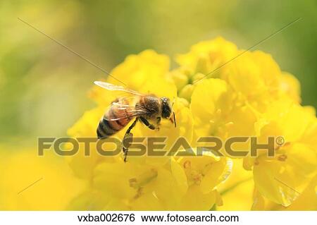 Stock Photograph - Bee on field mustard. Fotosearch