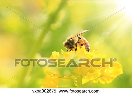 Bee on field mustard View Large Photo Image Stock Photography - Bee on field mustard. Fotosearch