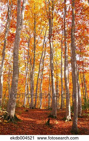 Stock Image - Beech forest in Autumn. Fotosearch