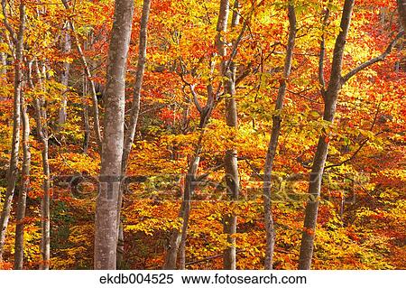 Beech forest in Autumn View Large Photo Image Stock Photography - Beech forest in Autumn. Fotosearch