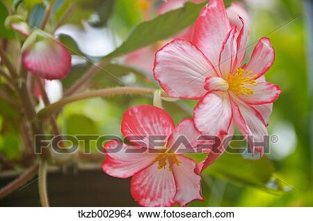 Begonia View Large Photo Image Picture - Begonia. Fotosearch