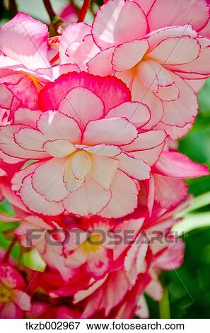 Begonia View Large Photo Image Stock Photo - Begonia. Fotosearch