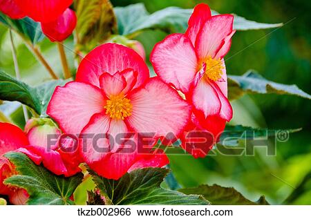 Stock Photograph - Begonia. Fotosearch