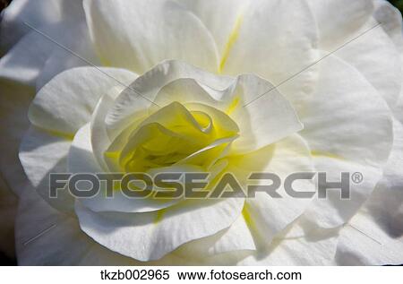 Begonia View Large Photo Image Stock Photography - Begonia. Fotosearch