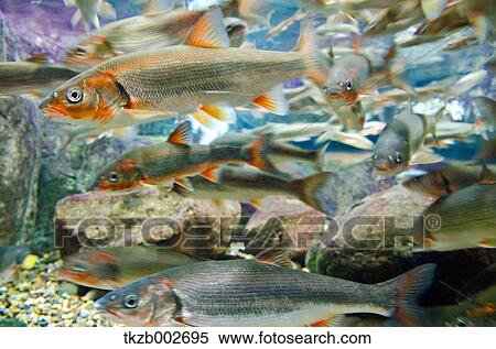 Stock Photography - Big-Scaled Redfin. Fotosearch