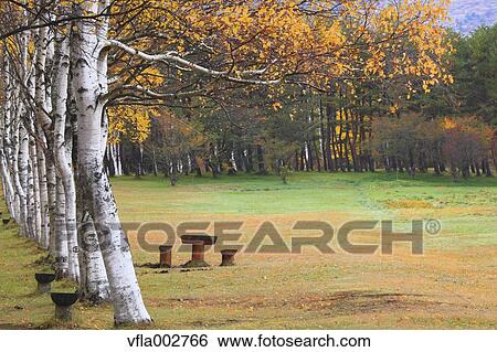Stock Photograph - Birch trees and bench. Fotosearch