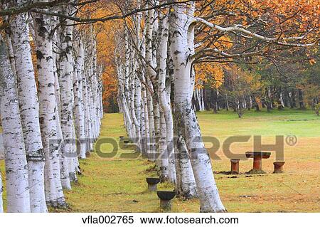 Stock Photography - Birch trees and bench. Fotosearch