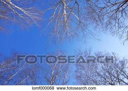 Stock Photo - Birch trees and sky. Fotosearch
