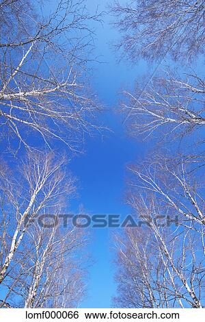 Birch trees and sky View Large Photo Image Stock Photograph - Birch trees and sky. Fotosearch