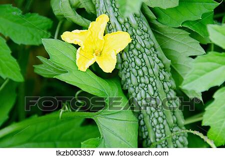 Bitter gourd View Large Photo Image Stock Photo - Bitter gourd. Fotosearch