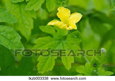 Bitter gourd View Large Photo Image Stock Photo - Bitter gourd. Fotosearch