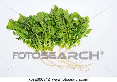 Stock Image - Blue neck radish. Fotosearch
