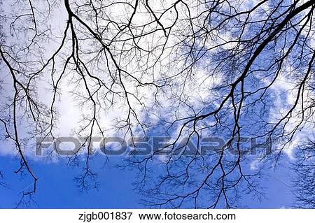 Blue sky and dead tree View Large Photo Image Stock Photo - Blue sky and dead tree. Fotosearch