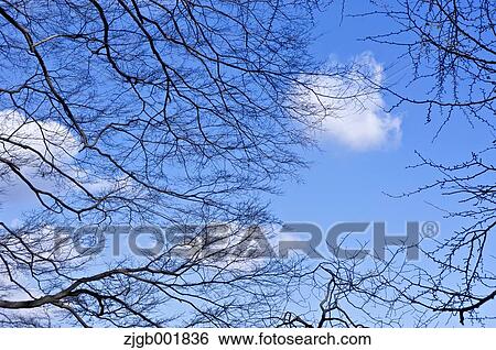 Blue sky and dead trees View Large Photo Image Stock Photograph - Blue sky and dead trees. Fotosearch