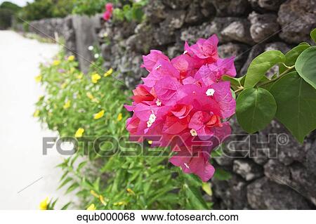 Stock Photo - Bougainvillea. Fotosearch