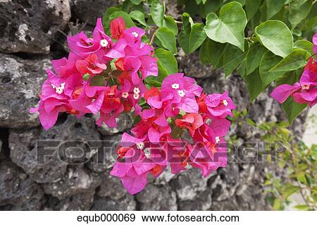 Stock Photo - Bougainvillea. Fotosearch