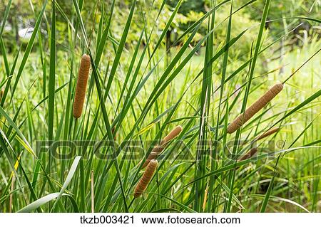 Broadleaf Cattail View Large Photo Image Stock Image - Broadleaf Cattail. Fotosearch