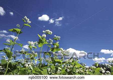 Stock Image - Buckwheat field and sky. Fotosearch