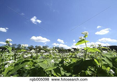 Buckwheat field and sky View Large Photo Image Stock Photo - Buckwheat field and sky. Fotosearch