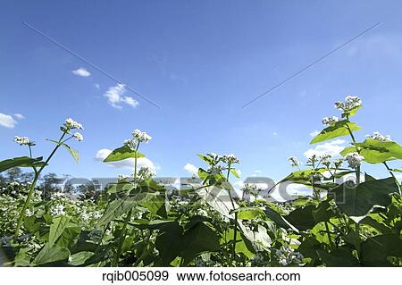 Buckwheat field and sky View Large Photo Image Stock Photo - Buckwheat field and sky. Fotosearch