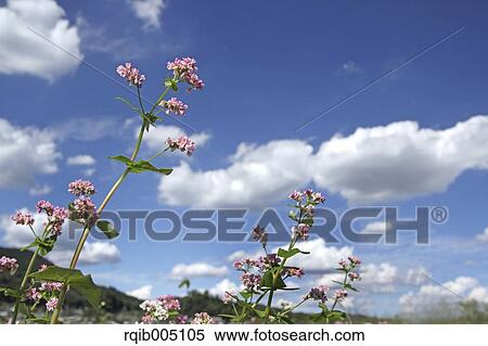 Buckwheat field and sky View Large Photo Image Stock Photography - Buckwheat field and sky. Fotosearch